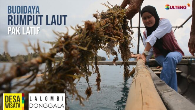 
					Budidaya Rumput Laut “KELOMPOK MEKAR JAYA DUA” Desa Lalombi – Donggala