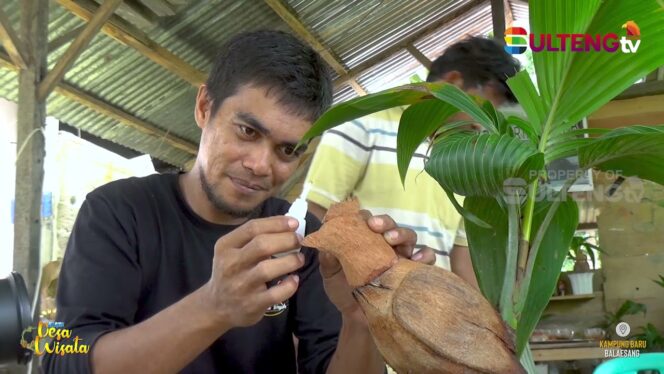 
					Kreatifitas Bonsai Kelapa di Desa Kampung Baru, Balaesang – Donggala
